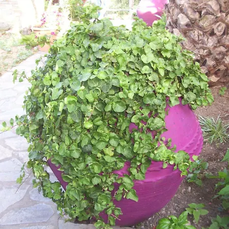 Elytis Hotel 2*